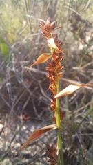 Elegia squamosa