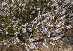 Thryptomene australis brachyandra
