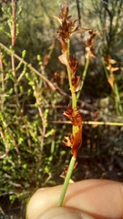 Elegia squamosa