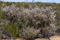 Thryptomene australis brachyandra