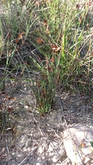 Elegia squamosa