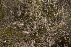 Thryptomene australis brachyandra