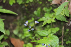 Sanicula lamelligera