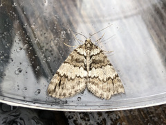 Hydriomena impluviata