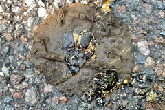 Canthon pilularius
