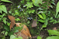 Sanicula lamelligera