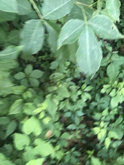 Ptelea trifoliata