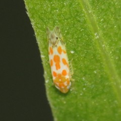 Alconeura dodonana