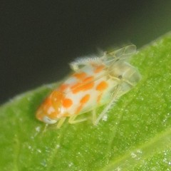 Alconeura dodonana
