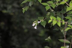 Abelia uniflora