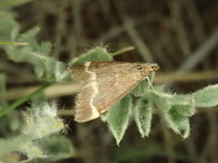 Pyrausta nicalis