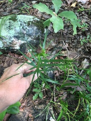 Liatris compacta