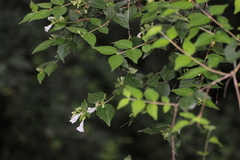 Abelia uniflora