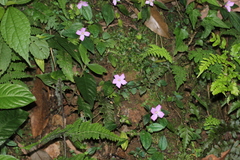 Sarcopyramis napalensis