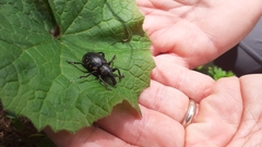 Liparus glabrirostris