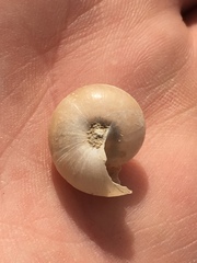 Helminthoglypta carpenteri