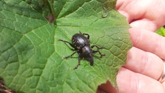 Liparus glabrirostris