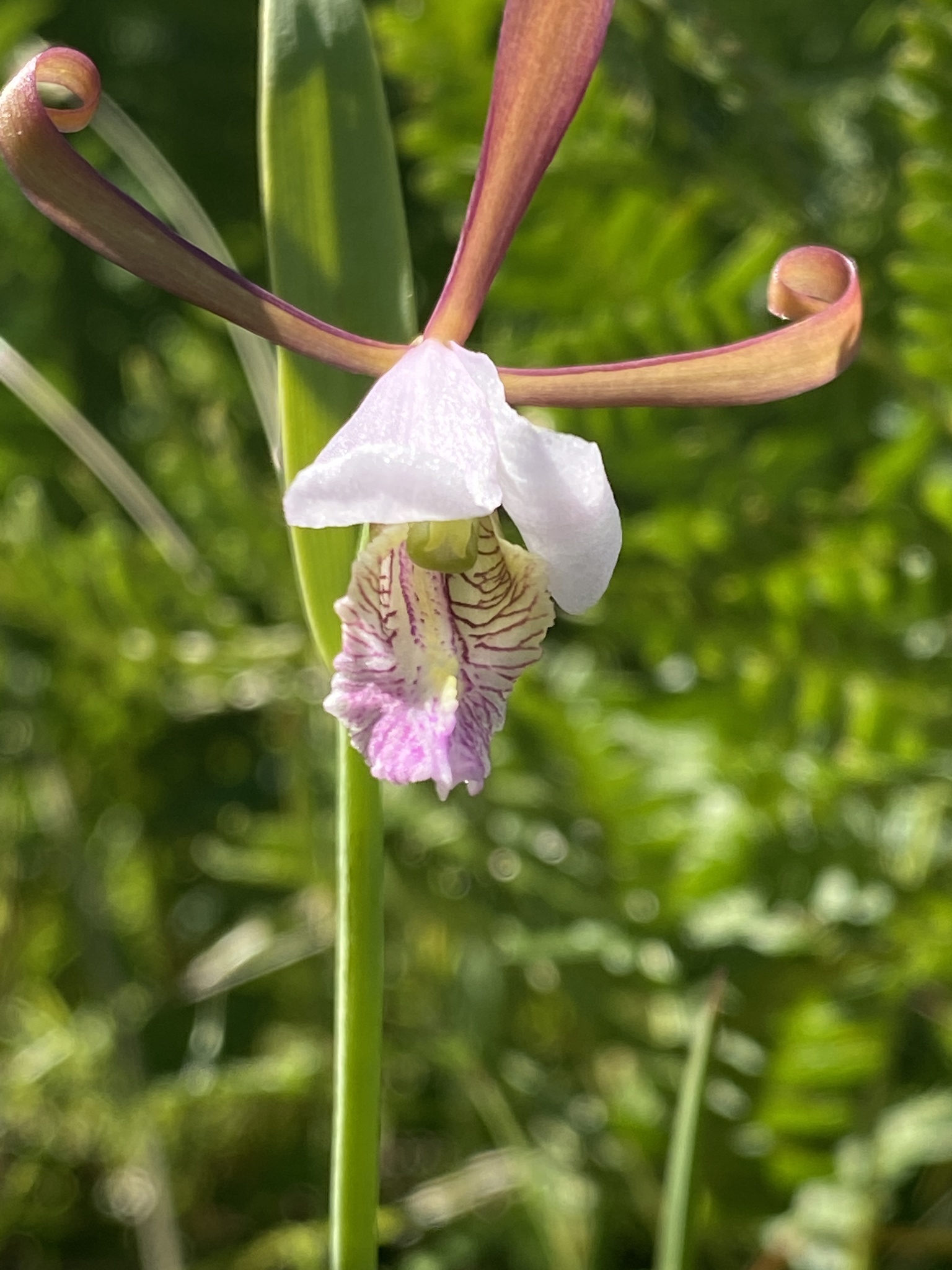 Cleistesiopsis bifaria