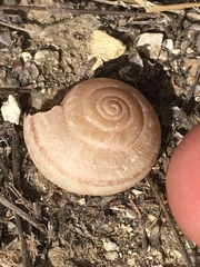 Helminthoglypta carpenteri