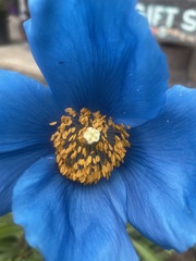 Meconopsis betonicifolia
