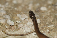 Coniophanes meridanus
