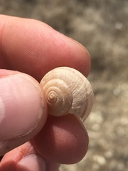 Helminthoglypta carpenteri