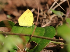 Eurema desjardinsii