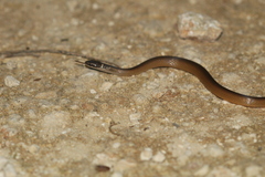 Coniophanes meridanus