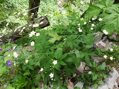 Ranunculus aconitifolius