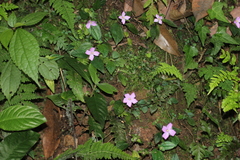 Sarcopyramis napalensis