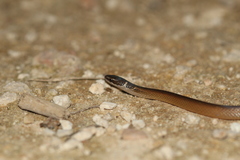 Coniophanes meridanus