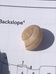 Helminthoglypta carpenteri