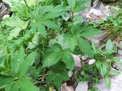 Ranunculus aconitifolius