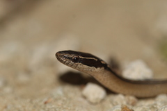 Coniophanes schmidti