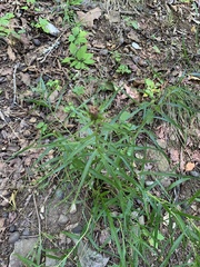 Liatris compacta