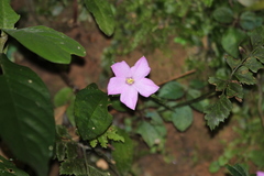 Sarcopyramis napalensis