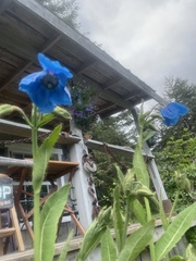 Meconopsis betonicifolia