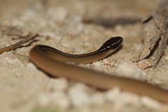 Coniophanes schmidti