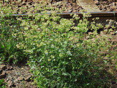 Mirabilis nyctaginea