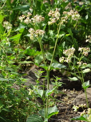 Mirabilis nyctaginea