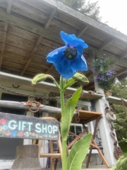 Meconopsis betonicifolia
