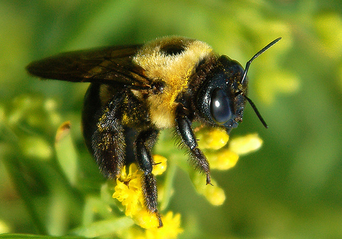 Meet a Pollinator: Carpenter Bee  University of Maryland Extension