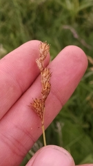Carex bicknellii