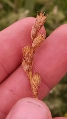 Carex bicknellii