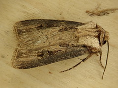 Agrotis volubilis
