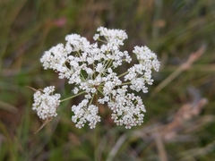 Perideridia parishii