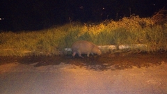 Hydrochoerus hydrochaeris