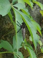 Promachus painteri