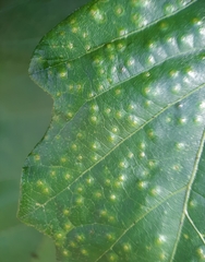 Neuroterus umbilicatus