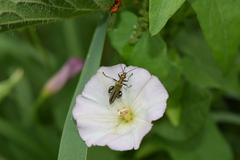 Oedemera nobilis